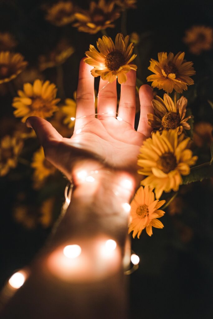 A magical moment of a hand wrapped in string lights reaching towards blooming sunflowers at night.