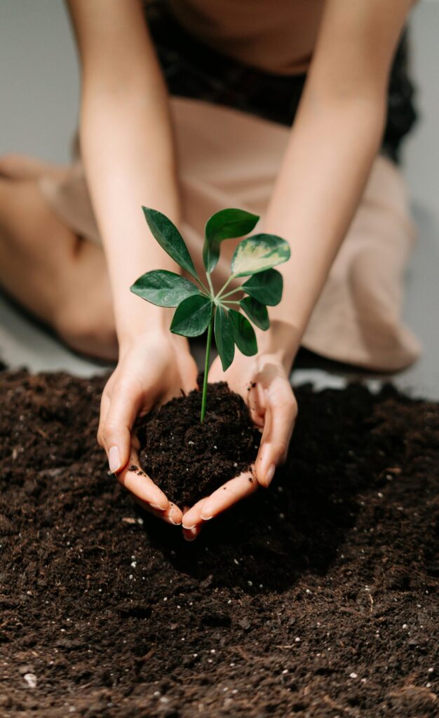 A person holds a young plant in soil, symbolizing new growth and nurturing hands.